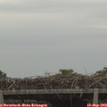 10_05-mast.jpg