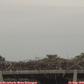 10_10-mast.jpg
