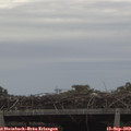 10_50-mast.jpg