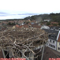 10_50-nest.jpg