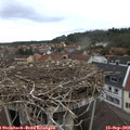11_05-nest.jpg