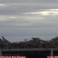 11_15-mast.jpg