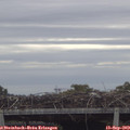 11_20-mast.jpg