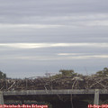 11_25-mast.jpg
