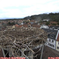 11_25-nest.jpg