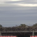 11_50-mast.jpg