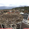 11_50-nest.jpg