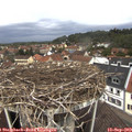 11_55-nest.jpg