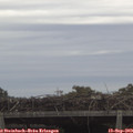 12_10-mast.jpg