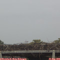 12_45-mast.jpg