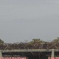 12_50-mast.jpg