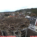 12_50-nest.jpg