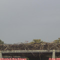 12_55-mast.jpg