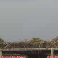 13_05-mast.jpg