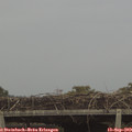 13_10-mast.jpg