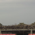 13_15-mast.jpg
