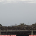 13_30-mast.jpg