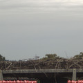 13_50-mast.jpg