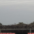13_55-mast.jpg