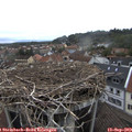 14_55-nest.jpg