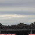 15_20-mast.jpg
