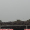 15_55-mast.jpg