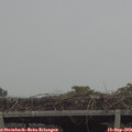 16_00-mast.jpg