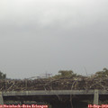 16_05-mast.jpg