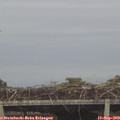 17_40-mast.jpg