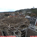 17_50-nest.jpg