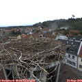 18_00-nest.jpg