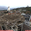 18_20-nest.jpg