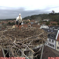 18_30-nest.jpg