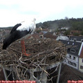 18_45-nest.jpg