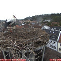 18_50-nest.jpg
