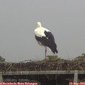 18_55-mast.jpg