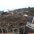 18_55-nest.jpg