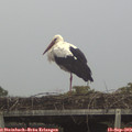 19_00-mast.jpg