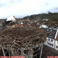 19_00-nest.jpg
