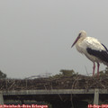 19_05-mast.jpg