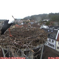 19_05-nest.jpg