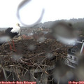 19_10-nest.jpg