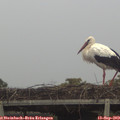 19_15-mast.jpg