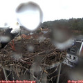 19_15-nest.jpg