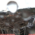 19_20-nest.jpg