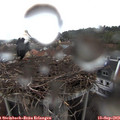 19_25-nest.jpg