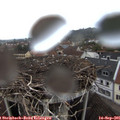 07_55-nest.jpg