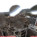 08_00-nest.jpg