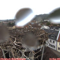 08_05-nest.jpg