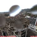 08_10-nest.jpg